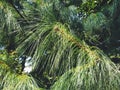 Green pine branch with long needles. Evergreen gymnosperms conifers Royalty Free Stock Photo