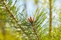 Green pine branch with needles and young cones. Royalty Free Stock Photo