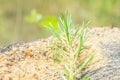 A green pine branch on an old tree stump. Nature in the summer forest Royalty Free Stock Photo