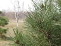 Green pine branch on village street early spring background, copy space