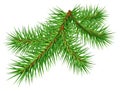 Green pine branch on white background Royalty Free Stock Photo
