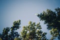 Green pine branches against the sky Royalty Free Stock Photo