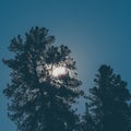 Green pine branches against the sky Royalty Free Stock Photo