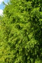 Green pine branches close-up against the blue sky Royalty Free Stock Photo