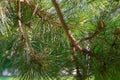 Green pine branches with cones. Pine forest, clean air, ozone.