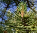 Green pine branches with cones. Pine forest, clean air, ozone.