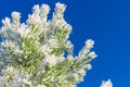 Green pine branches covered with frost against the blue sky. Snow lies on the branches of spruce, close-up, space for text. Frosty Royalty Free Stock Photo