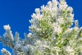 Green pine branches covered with frost against the blue sky. Snow lies on the branches of spruce, close-up, space for text. Frosty Royalty Free Stock Photo