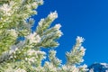 Green pine branches covered with frost against the blue sky. Snow lies on the branches of spruce, close-up, space for text. Frosty Royalty Free Stock Photo