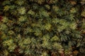 green pine branches texture background leaves in forest