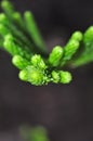 Green pine buds Royalty Free Stock Photo