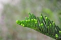 Green pine buds Royalty Free Stock Photo
