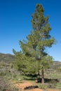 Green Pine in California Hills Royalty Free Stock Photo