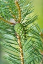 Green pine cone Royalty Free Stock Photo