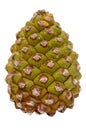 Green pine cone Royalty Free Stock Photo