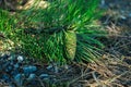 Green pine cone growing on a branch