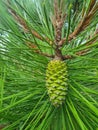 Green pine cone in its tree Royalty Free Stock Photo
