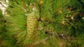 Green pine cone Royalty Free Stock Photo