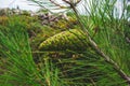 Green pine cone on a pine tree in Croatia during summer Royalty Free Stock Photo