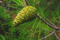 Green pine cone on a pine tree in Croatia during summer Royalty Free Stock Photo