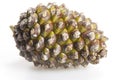 Green pine cone on white Royalty Free Stock Photo