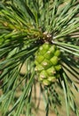 Green pine cone Royalty Free Stock Photo