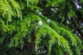 Green pine cones on atlas cedar tree Royalty Free Stock Photo