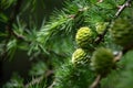 Green pine cones growing on a branch, selective focus, space for text. Beautiful nature background.