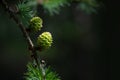 Green pine cones growing on a branch, selective focus, space for text. Beautiful nature background.