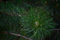 Green pine coniferous needles Royalty Free Stock Photo