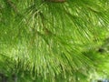 Green pine