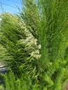 Green pine flowers that grow in the countryside of the slopes of Mount Wilis, the island of Java Royalty Free Stock Photo