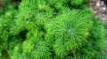 Green pine flowers from a very beautiful natural flower garden Royalty Free Stock Photo