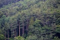 Green pine forest along the way to 5th station Mount Fuji JapanBeautiful green landscape forest jungle as viewed from Lake Kawaguc Royalty Free Stock Photo