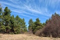 Green pine forest in a meadow of yellow grass on a hill, blue cloudy sky Royalty Free Stock Photo