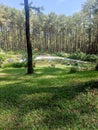 green pine forest and very wide