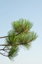 Green pine granch Royalty Free Stock Photo