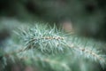 Green pine leaf