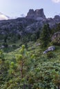 Green pine with mount Averau on the background, Falzarego pass, Dolomites, Italy Royalty Free Stock Photo