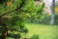 Green pine needle with dewdrops in morning. Royalty Free Stock Photo