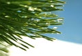 Green pine needles