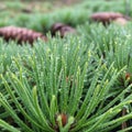 Green pine needles covered with dew droplets create a fresh appearance Royalty Free Stock Photo