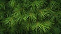 Green Pine Needles Texture Royalty Free Stock Photo