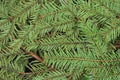 Green pine and spurce branches with needles closeup as coniferous trees background. Royalty Free Stock Photo