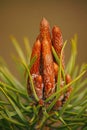 Green pine tree background with fresh buds at spring. Royalty Free Stock Photo