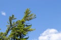 Green pine tree and blue sky background Royalty Free Stock Photo