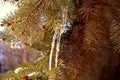 Green pine tree branch covered with tiny icicles shot on sunny day Royalty Free Stock Photo