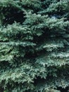 Green pine tree branch with firs