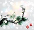 Green pine tree branch and white sakura cherry branch in blossom on white glowing background. Traditional oriental ink