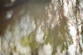 Green pine tree brunch at sunset for background Royalty Free Stock Photo
